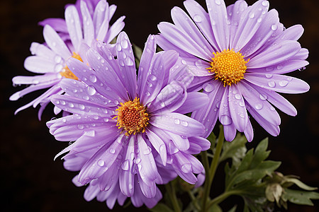 梦幻的紫色雏菊背景图片