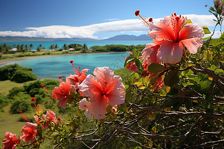 太平洋的岛屿风景图片
