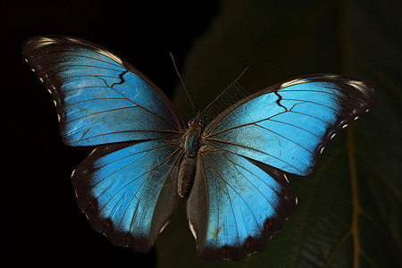 黑色背景下的蓝色蝴蝶图片