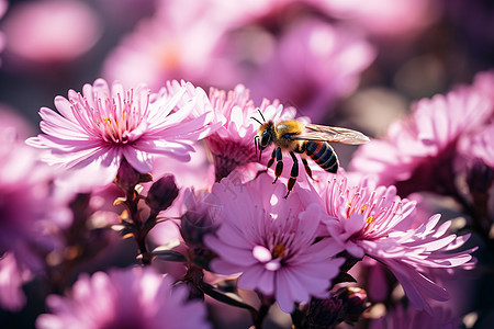 蜜蜂停在一朵花朵图片