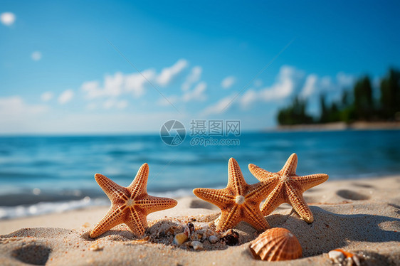 沙滩上的贝壳和海鲜图片