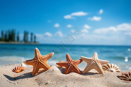 海边三只海星和的沙滩图片