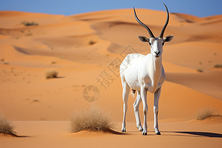 白色角羚在沙漠中央矗立图片