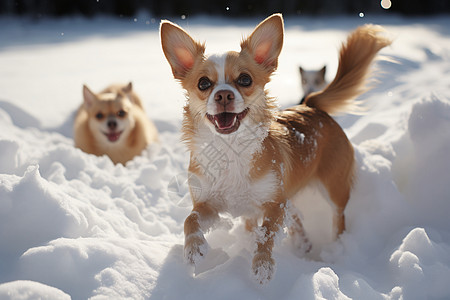 雪地中奔跑的小狗图片