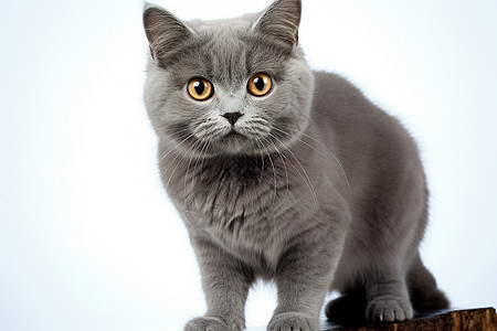灰色猫咪凝视镜头图片