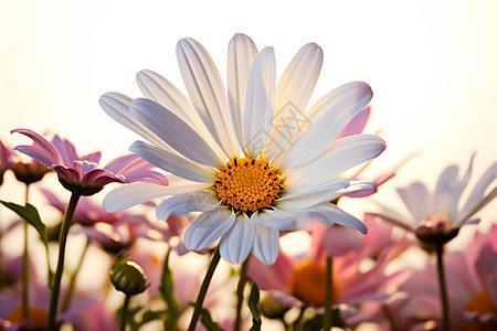 阳光中盛放的美丽花朵图片