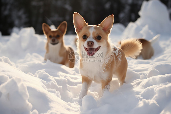 两只小狗在雪中一起玩耍图片