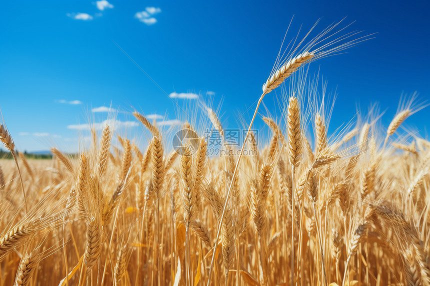 麦田里成熟的麦子图片