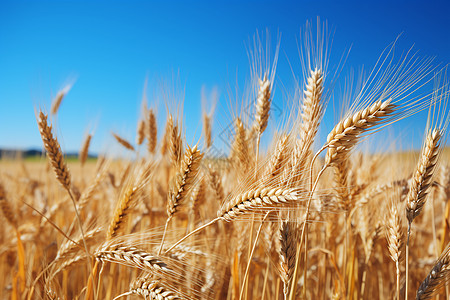 麦子田田地里成熟的小麦背景