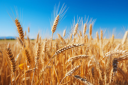 麦子田户外田地里的小麦背景