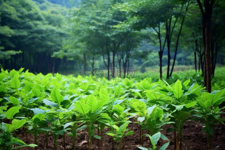 田地中种植的蔬菜图片