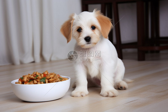 小狗和一碗狗粮图片