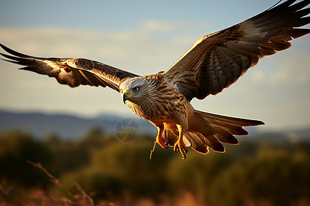 自由翱翔的老鹰图片
