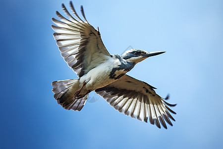 蓝天中飞翔的鸟图片