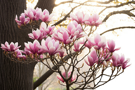 花园中的紫色梅花图片