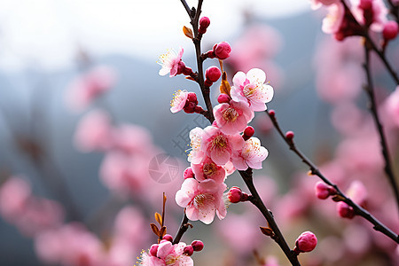 盛开的梅花图片