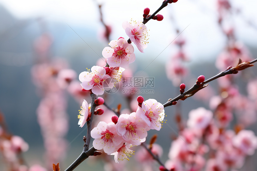 梅花盛开图片