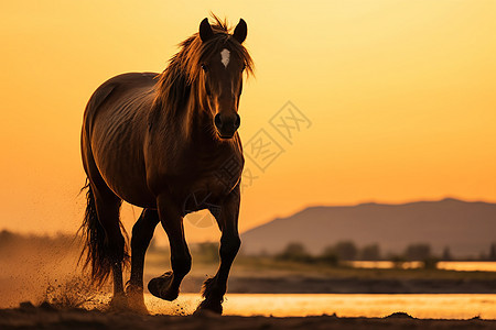 马在沙漠奔跑图片