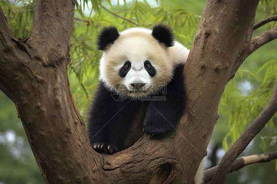 树上的大熊猫图片