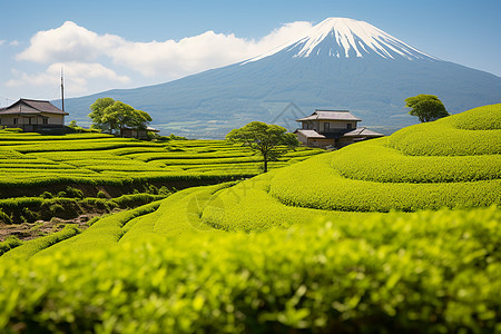 生机盎然的田野图片