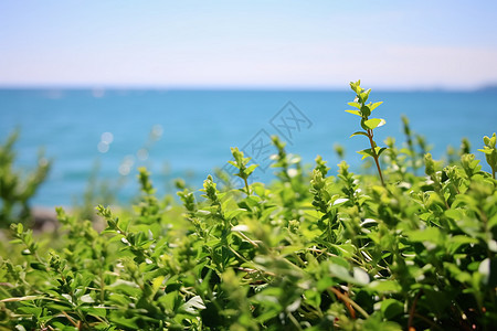 海洋边的绿色植物背景图片