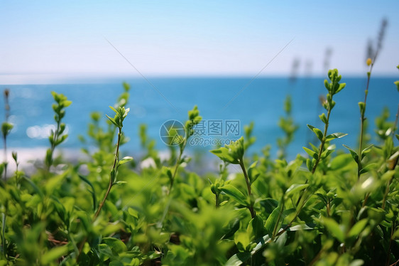 发芽的植物图片