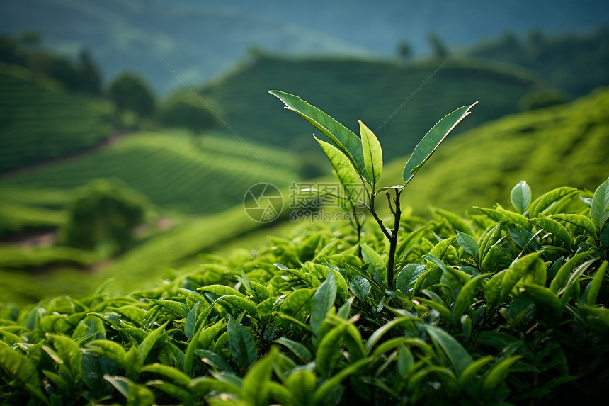 高山绿茶图片