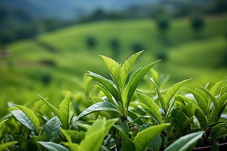 嫩绿的茶叶背景图片