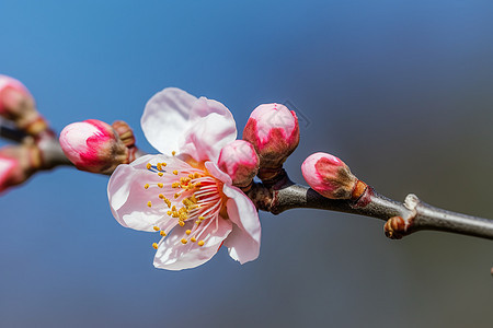 粉色桃花图片