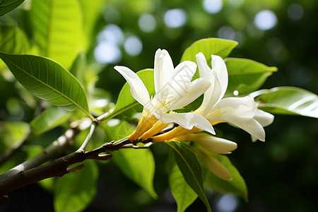 树枝上盛开的一朵白花图片
