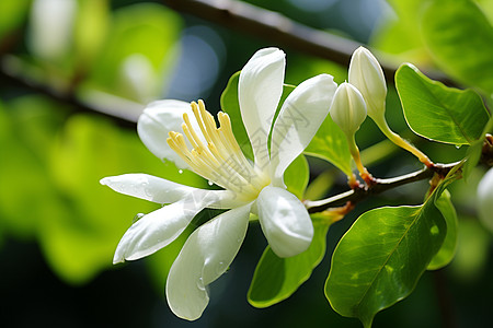树枝上盛开着一朵白色花朵图片