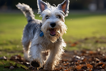 快乐小狗在公园奔跑图片