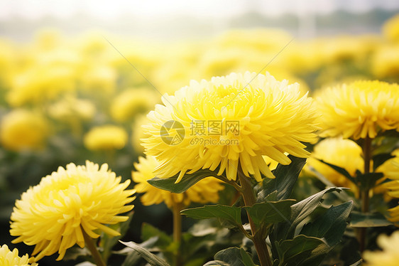 夏季花园中绽放的美丽花朵图片