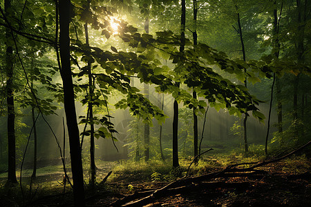 阳光穿梭的森林景观图片