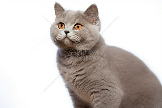 一只可爱的灰色猫图片