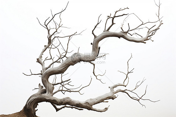 植物树枝艺术背景图片