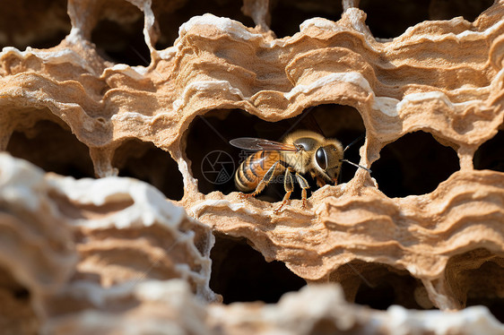 蜜蜂堆砌的蜂巢图片