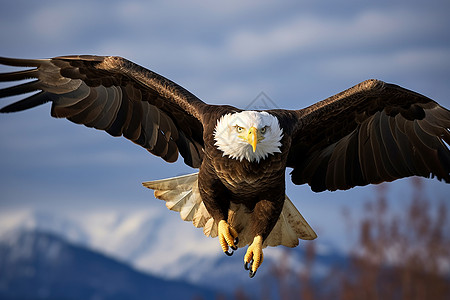 展翅高飞的老鹰背景图片