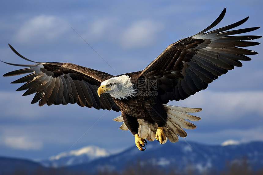 老鹰对决黄蜂精彩赛事全程直播