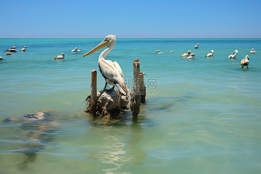 直击新奥尔良主场对决布鲁克林篮网的精彩瞬间