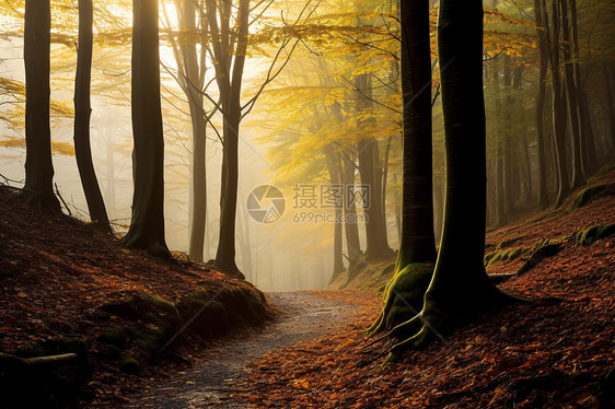 日出清晨的秋季森林景观图片