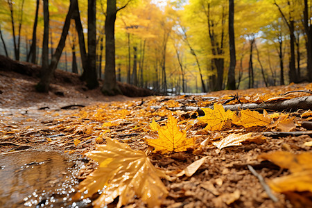 唯美秋叶美丽的秋季森林景观背景