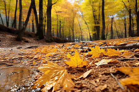 美丽的秋季森林景观图片