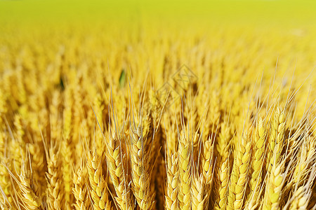 丰收的秋季稻田图片