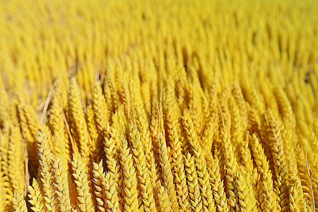 乡村农业种植的秋天稻田背景图片