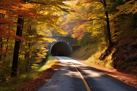 秋季静谧的林间隧道背景图片