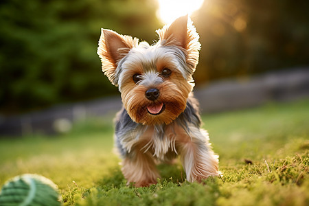 草坪上可爱的约克夏犬背景图片