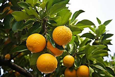 柑橘秋意浓图片