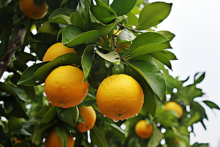 橘子树上挂满了橙子图片