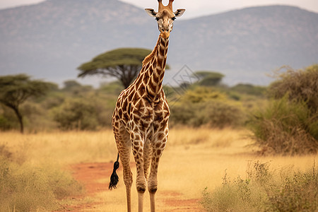 草原上的长颈鹿图片